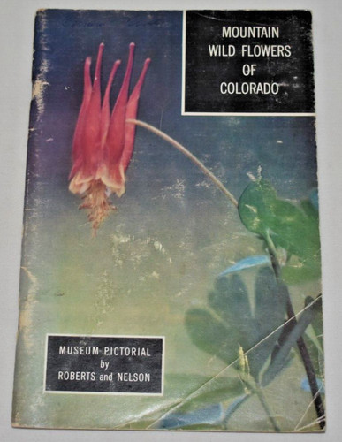 Mountain wild flowers - wild,
